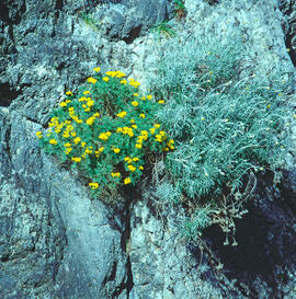 "Alyssum murale"