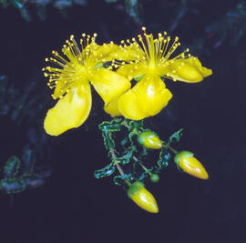 "Hypericum olympicum"