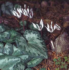 Ciclamen ("Cyclamen cilicium")