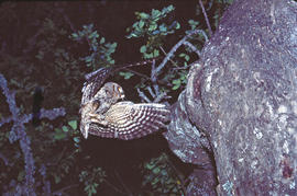 Mussol petit ("Otus scops")