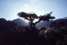 Arbre a la Serra de Tramuntana