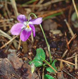 "Viola hirta"