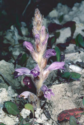 Espàrec bord ("Orobanche ramosa")