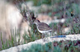 Cegall negre ("Actitis hypoleucos")