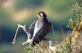 Falcó ("Falco peregrinus")