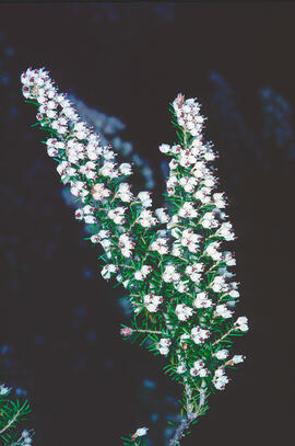 Bruc ("Erica arborea")
