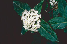 Llorer bord ("Viburnum tinus")