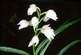 Curraià blanc ("Cephalanthera longifolia")