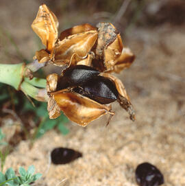Marcet ("Dipcadi serotinum")