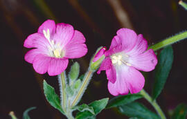 Proenga ("Vinca difformis")