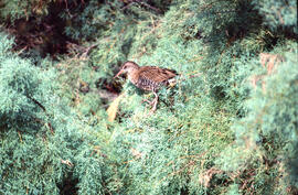 Gallet de riu ("Rallus aquaticus")