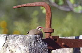 Perdiu ("Alectoris rufa")