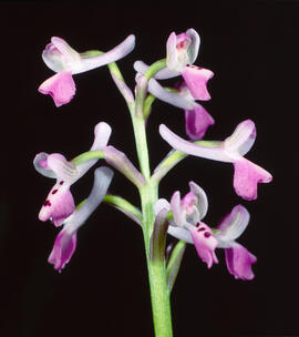Abellera banyuda ("Orchis longicornu")