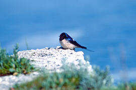 Oreneta ("Delichon urbicum")