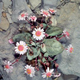 Margalideta de la mar ("Senecio rodriguezii")