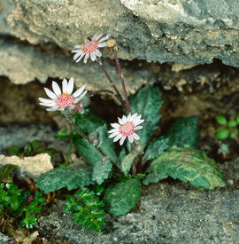Margalideta de la mar ("Senecio rodriguezii")