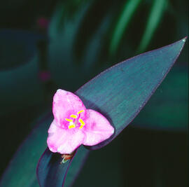 Pallida ("Tradescantia pallida")