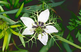 Pebreta ("Nigella sativa")