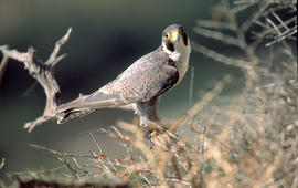 Falcó ("Falco peregrinus")