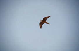 Falcó marí ("Falco eleonorae") volant