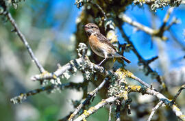 Titina de muntanya ("Anthus spinoletta")