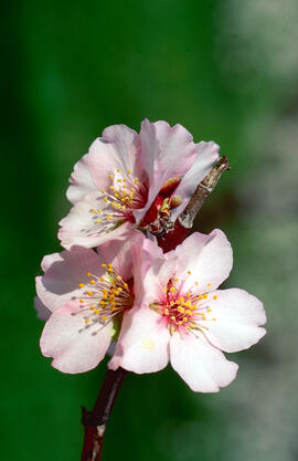 Flor d'ametler ("Prunus amygdalus")