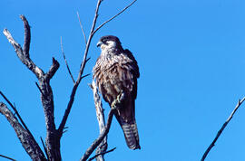 Falcó marí ("Falco eleonorae")