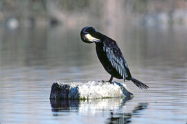 Corpatassa ("Phalacrocorax carbo")