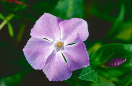 "Vinca major"