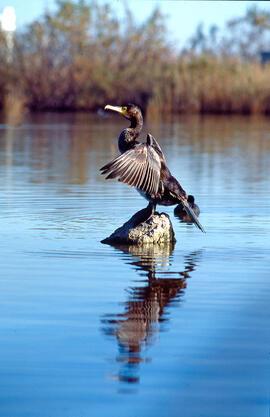 Corpatassa ("Phalacrocorax carbo")