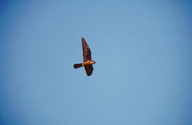 Falcó ("Falco peregrinus") volant