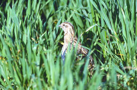 Guàtlera ("Coturnix coturnix")