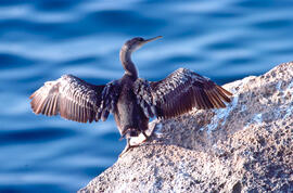 Corpatassa ("Phalacrocorax carbo")