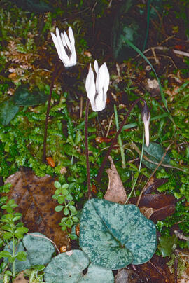 Engreixaporcs ("Cyclamen balearicum")