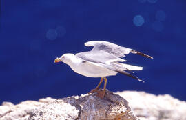 Gavina ("Larus michahellis")