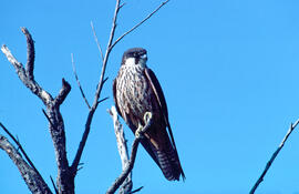 Falcó marí ("Falco eleonorae")