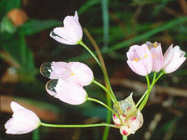 Assa ("Leucojum aestivum")