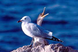 Gavina roja ("Larus audouinii")