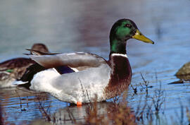 Collblau ("Anas platyrhynchos")