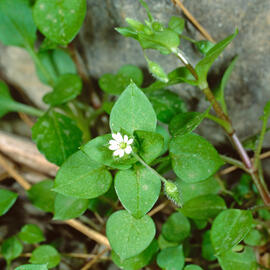 Morró ("Stellaria media")