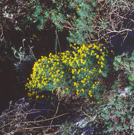 Coronil·la ("Coronilla")