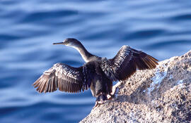 Corb marí ("Phalacrocorax aristotelis")