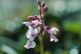 Orquídia ("Orchis mascula")