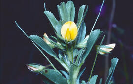 Motxa ("Ononis natrix")