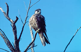 Falcó marí ("Falco eleonorae")