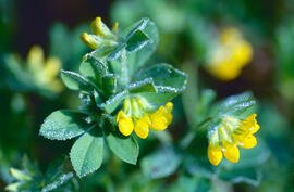Agrella ("Oxalis corniculata")