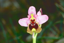 Orquídia ("Ophrys balearica")