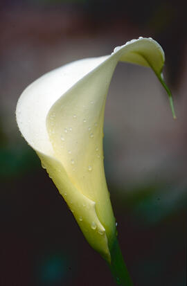 Lliri d'aigua ("Zantedeschia aethiopica")
