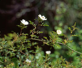 Roser agrest ("Rosa agrestis")