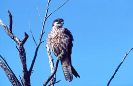 Falcó marí ("Falco eleonorae")
